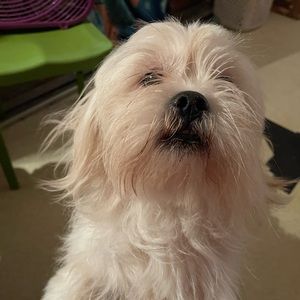 Meet your Posher, Daisy
